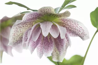Helleborus orientalis 'Ballard' - Orientalische Nieswurz 'Ballard'