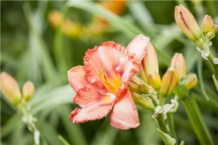 Hemerocallis - Taglilie