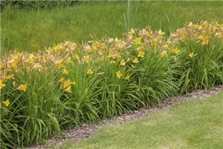 Hemerocallis - Taglilie