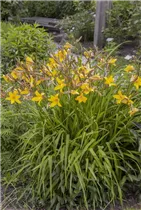 Hemerocallis - Taglilie