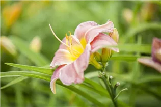 Hemerocallis - Taglilie