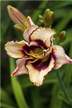 Hemerocallis - Taglilie