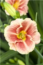 Hemerocallis - Taglilie