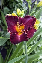 Hemerocallis - Taglilie