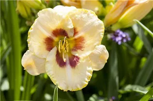Hemerocallis - Taglilie