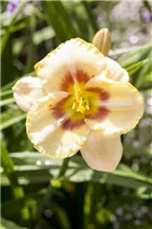 Hemerocallis - Taglilie