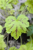 Heuchera micrantha - Kleinblütiges Silberglöckchen Heuchera micrantha - Kleinblütiges Silberglöckchen