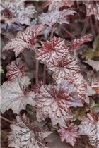 Heuchera micrantha 'Palace Purple' - Garten-Silberglöckchen 'Palace Purple' Heuchera micrantha 'Palace Purple' - Garten-Silberglöckchen 'Palace Purple'