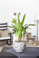 - Die Königin der Zimmerpflanzen – Orchideen allgemein  - Die Königin der Zimmerpflanzen – Orchideen allgemein