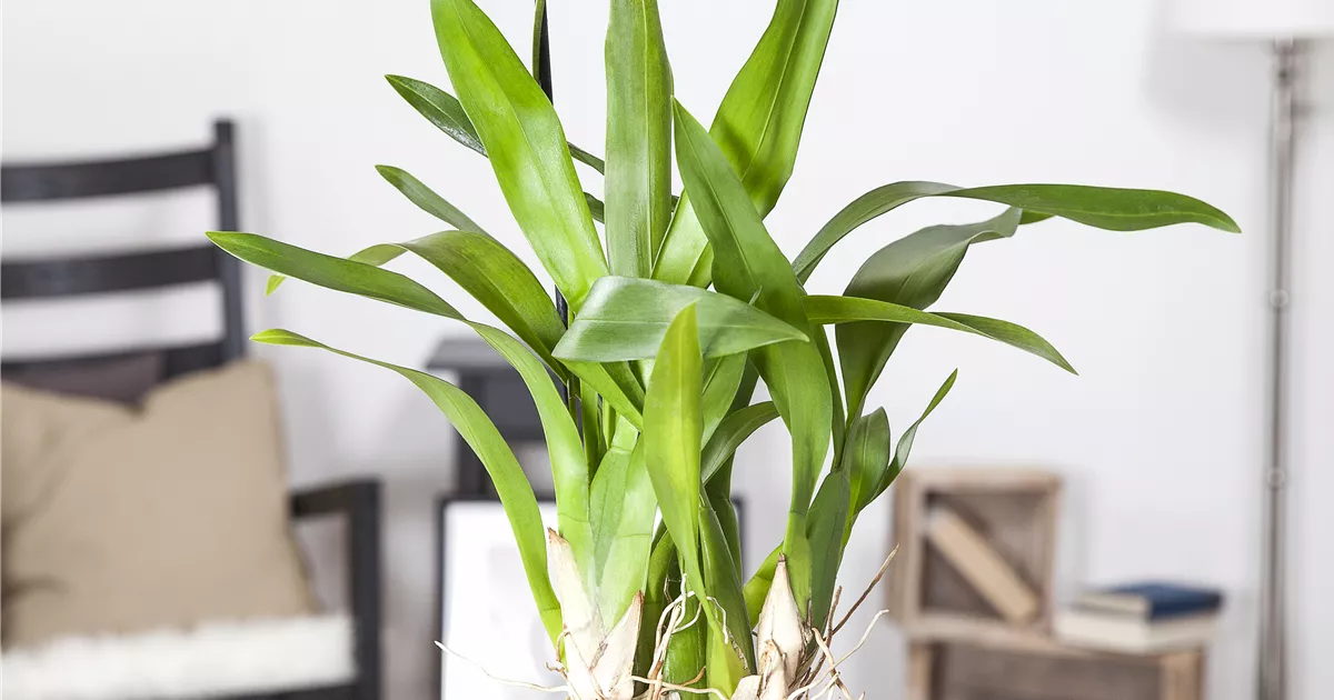  - Die Königin der Zimmerpflanzen – Orchideen allgemein