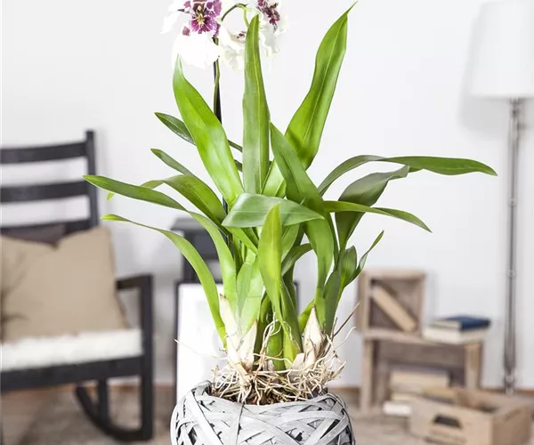 - Die Königin der Zimmerpflanzen – Orchideen allgemein  - Die Königin der Zimmerpflanzen – Orchideen allgemein
