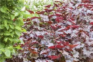 Heuchera micrantha 'Palace Purple' - Garten-Silberglöckchen 'Palace Purple' Heuchera micrantha 'Palace Purple' - Garten-Silberglöckchen 'Palace Purple'