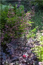 Heuchera micrantha - Kleinblütiges Silberglöckchen Heuchera micrantha - Kleinblütiges Silberglöckchen