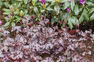 Heuchera micrantha - Kleinblütiges Silberglöckchen Heuchera micrantha - Kleinblütiges Silberglöckchen