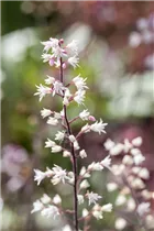 Heucherella - Heucherella