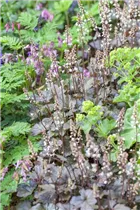 Heucherella - Heucherella