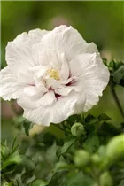 Hibiscus syriacus 'China Chiffon'® - Garteneibisch 'China Chiffon'®