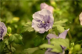 Hibiscus syriacus 'Lavender Chiffon'® - Garteneibisch 'Lavender Chiffon'®