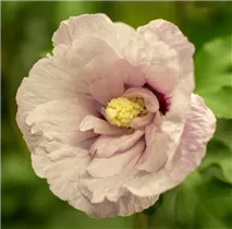 Hibiscus 'Chiffon'® - Garteneibisch 'Chiffon'®