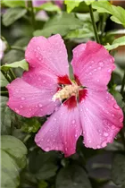 Hibiscus syriacus - Roseneibisch