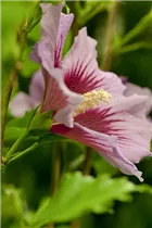 Hibiscus syriacus - Roseneibisch