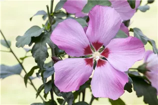 Hibiscus syriacus - Roseneibisch