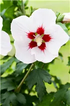 Hibiscus syriacus - Roseneibisch