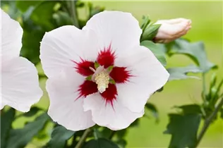 Hibiscus syriacus - Roseneibisch