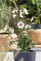 Hibiscus syriacus - Roseneibisch