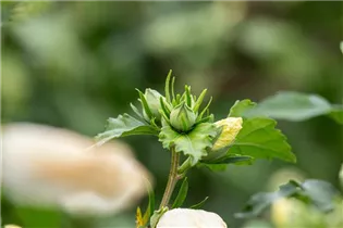 Hibiscus syriacus - Roseneibisch