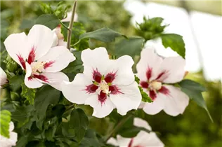 Hibiscus syriacus 'Hamabo' - Garteneibisch 'Hamabo'
