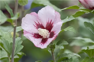 Hibiscus syriacus 'Hamabo' - Garteneibisch 'Hamabo'