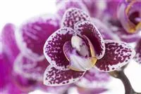 - Orchideen für Anfänger und Profis  - Orchideen für Anfänger und Profis