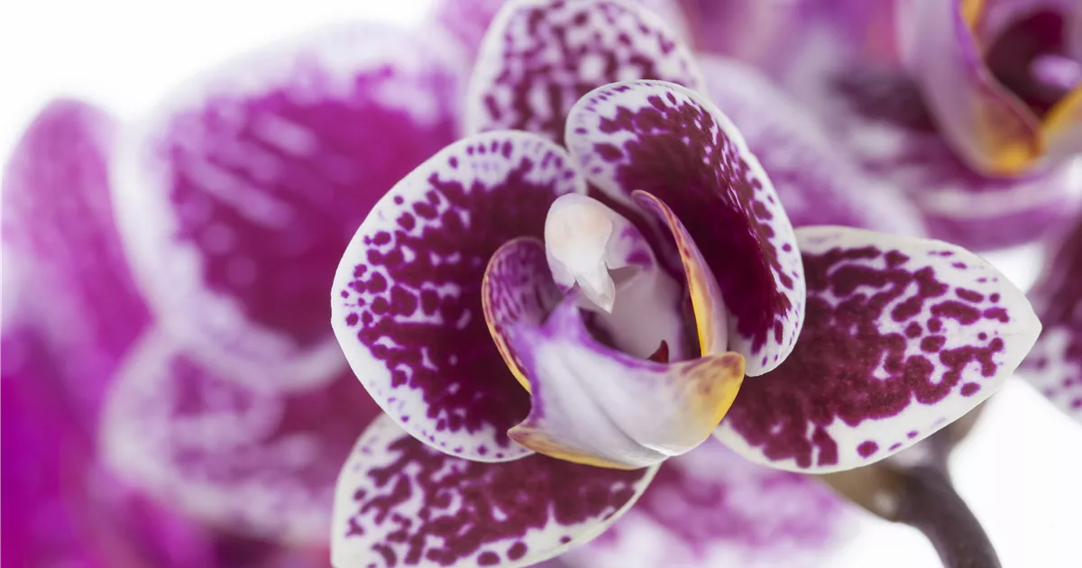  - Orchideen für Anfänger und Profis