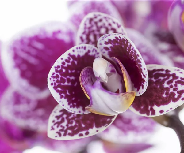 - Orchideen für Anfänger und Profis  - Orchideen für Anfänger und Profis