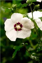 Hibiscus syriacus 'Hamabo' - Garteneibisch 'Hamabo'