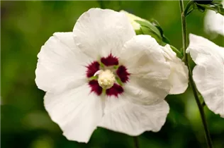 Hibiscus syriacus 'Hamabo' - Garteneibisch 'Hamabo'