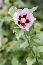 Hibiscus syriacus 'Hamabo' - Garteneibisch 'Hamabo'