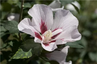 Hibiscus syriacus 'Hamabo' - Garteneibisch 'Hamabo'
