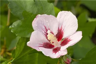 Hibiscus syriacus 'Hamabo' - Garteneibisch 'Hamabo'