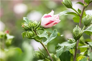 Hibiscus syriacus 'Hamabo' - Garteneibisch 'Hamabo'