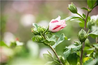 Hibiscus syriacus 'Hamabo' - Garteneibisch 'Hamabo'