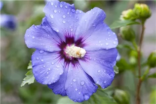 Hibiscus syriacus 'Oiseau Bleu' - Garteneibisch 'Oiseau Bleu'