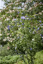 Hibiscus syriacus 'Oiseau Bleu' - Garteneibisch 'Oiseau Bleu'