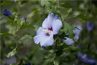 Hibiscus syriacus 'Oiseau Bleu' - Garteneibisch 'Oiseau Bleu'