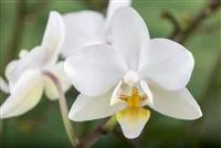 - Die Orchidee – exotische Vielseitigkeit für die Fensterbank  - Die Orchidee – exotische Vielseitigkeit für die Fensterbank