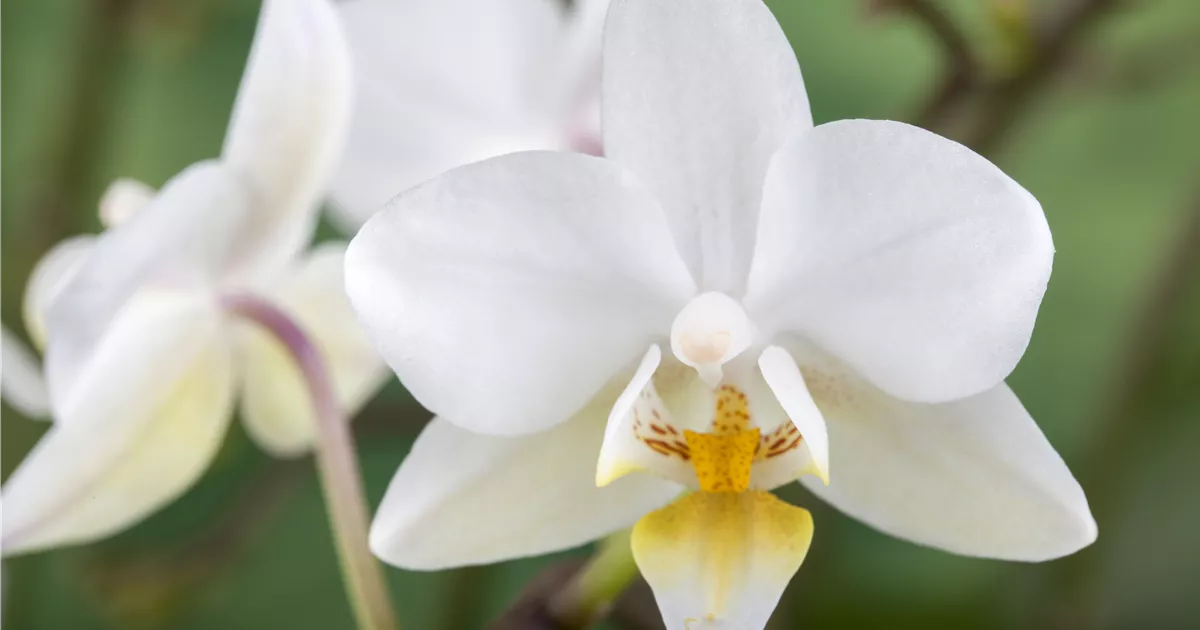  - Die Orchidee – exotische Vielseitigkeit für die Fensterbank