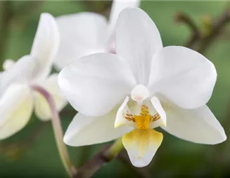 Die Orchidee – exotische Vielseitigkeit für die Fensterbank