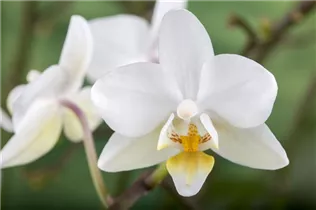 Phalaenopsis 'Wild Orchid' - Orchidee Phalaenopsis 'Wild Orchid' - Orchidee