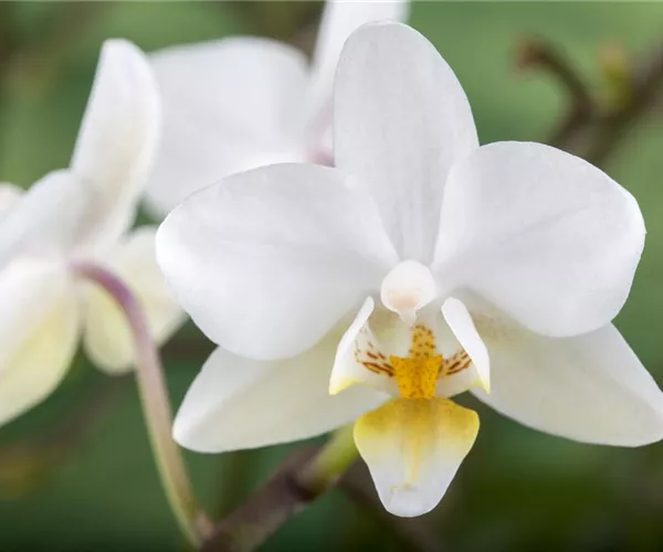 - Die Orchidee – exotische Vielseitigkeit für die Fensterbank  - Die Orchidee – exotische Vielseitigkeit für die Fensterbank